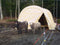 Rhino Shelters Livestock Shelter 12’W x 20’L x 8’H – (Animal Run-In Round Style) LV122008R